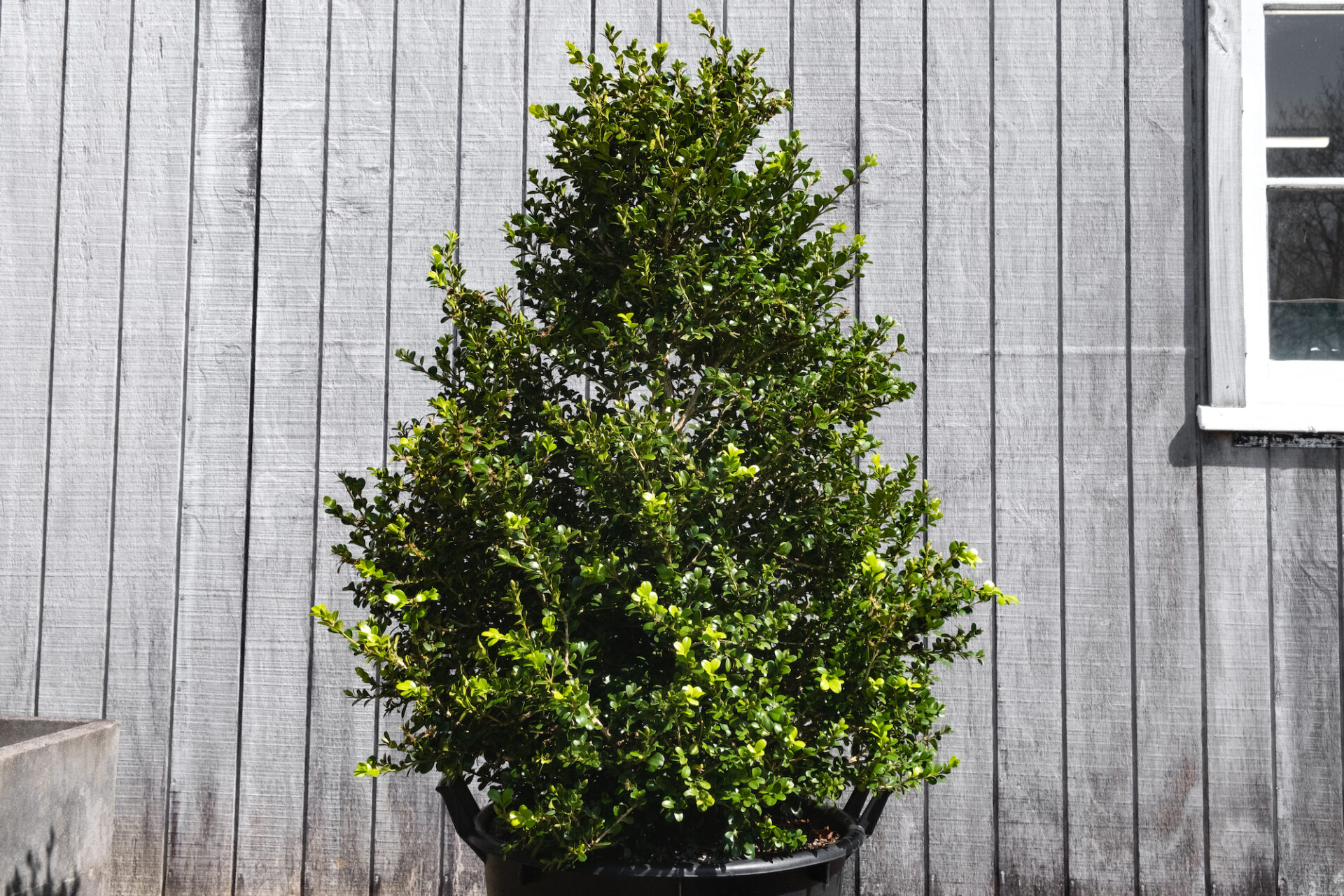 BUXUS MICROPHYLLA CONE