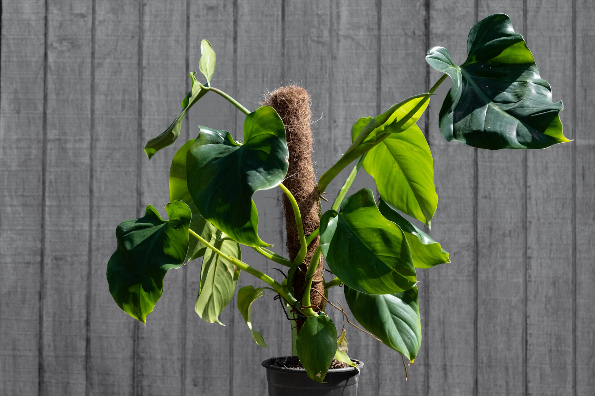 PHILODENDRON IMBE POLES