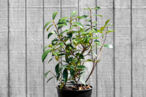 Trachelospermum Jasminoides Plant Supply