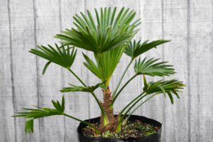 Trachycarpus Wagnerianus Plant supply