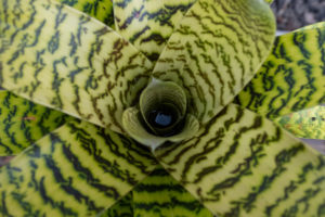 Vriesea Hieroglyphica garden plant supply