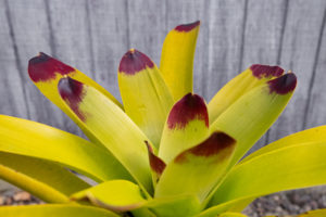 Subtropical plant supply Auckland