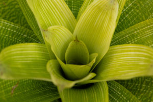 Vriesea Platynema plant supply