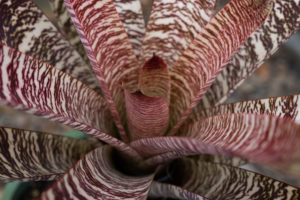 Vriesea Specimen Plant supply