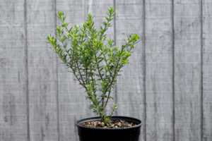 Westringia Fruticosa Plant Supply