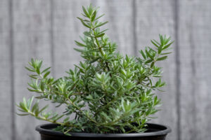 Ground cover supply professionals